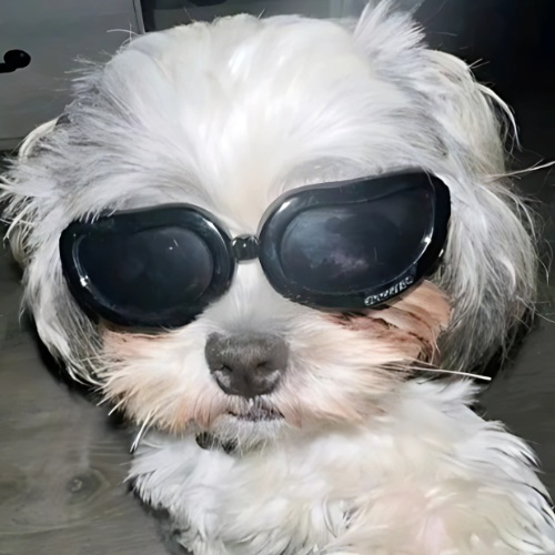 DOGCOLW Image